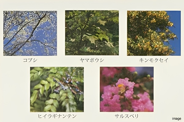 植栽｜ザ・パークハウス愛宕虎ノ門